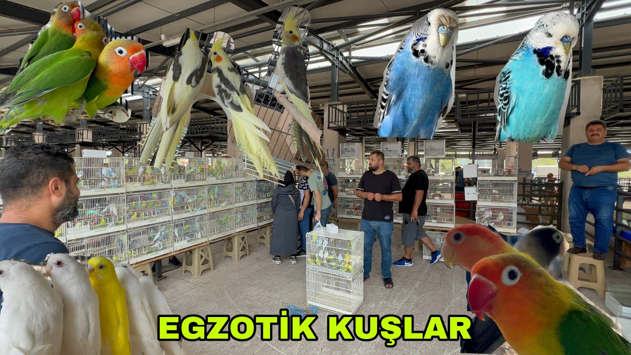 BURSA KUŞ PAZARI EGZOTİK HAYVANLAR BÖLÜMÜ PAPAĞAN KANARYA BÜLBÜL VS