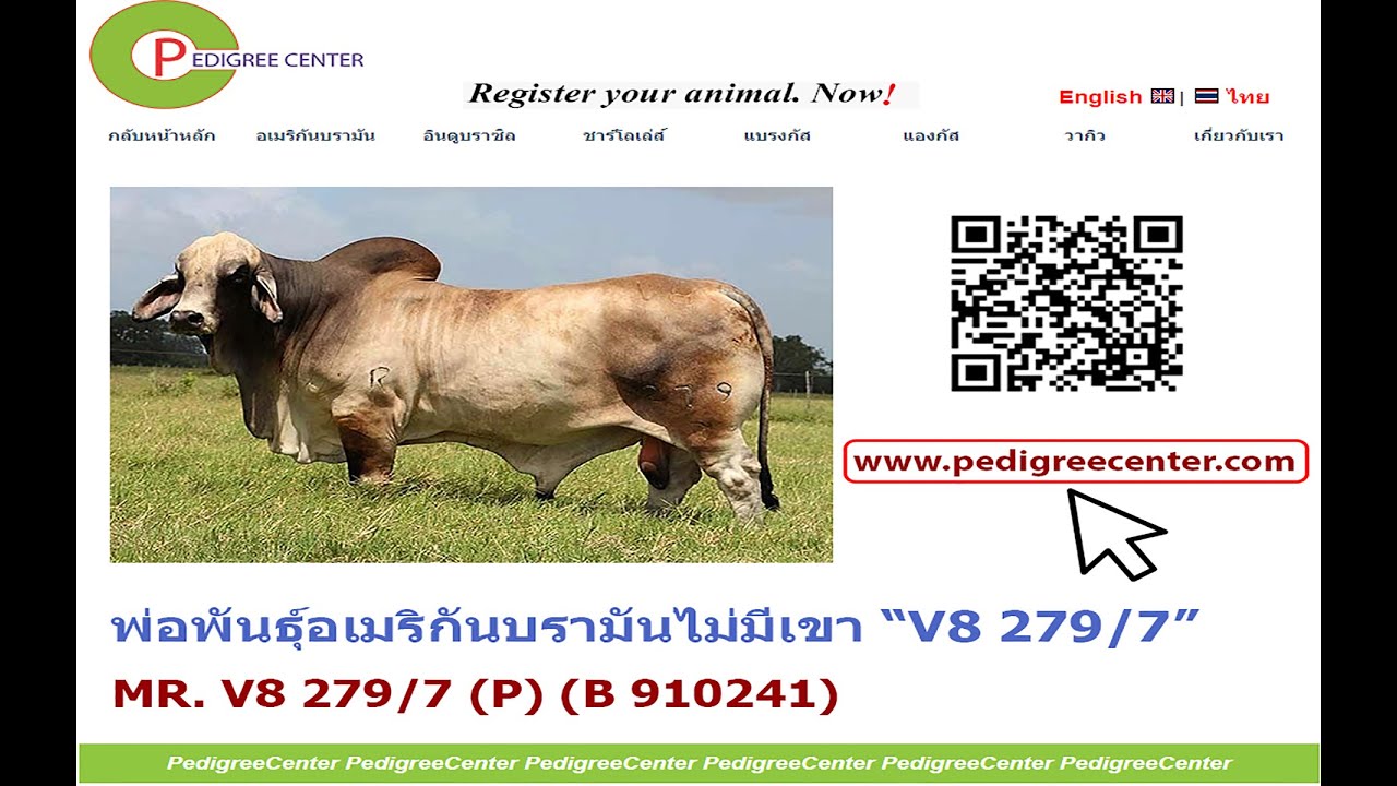 MR. V8 279/7 (P) (B 910241) พ่อพันธุ์อเมริกันบรามันที่ไม่มีเขา (น้ำเชื้อนำเข้า)
