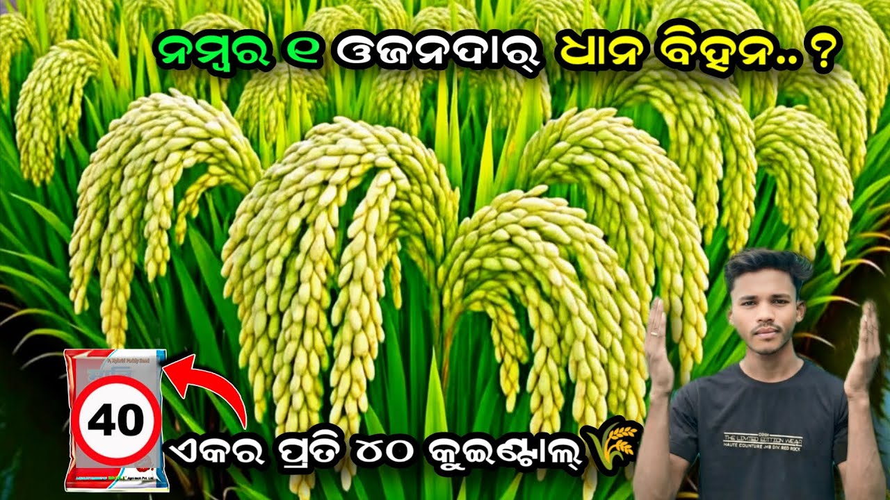 ଦମଦାର୍ ଓଜନ ଧାନ🌾 40 Qtl ଅମଳ 