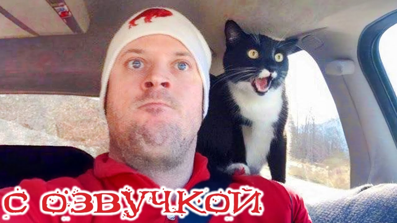 Приколы с котами!!! С ОЗВУЧКОЙ! - Смешные коты! - Самые смешные животные!!!