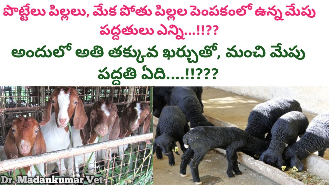 Feeding Methods available for Lambs and Kids in Intensive Farming in Telugu  | Dr. Madankumar Vet