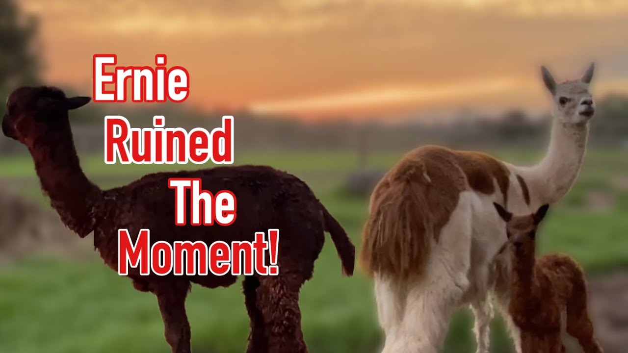 Tender Moments With Our Baby Alpaca