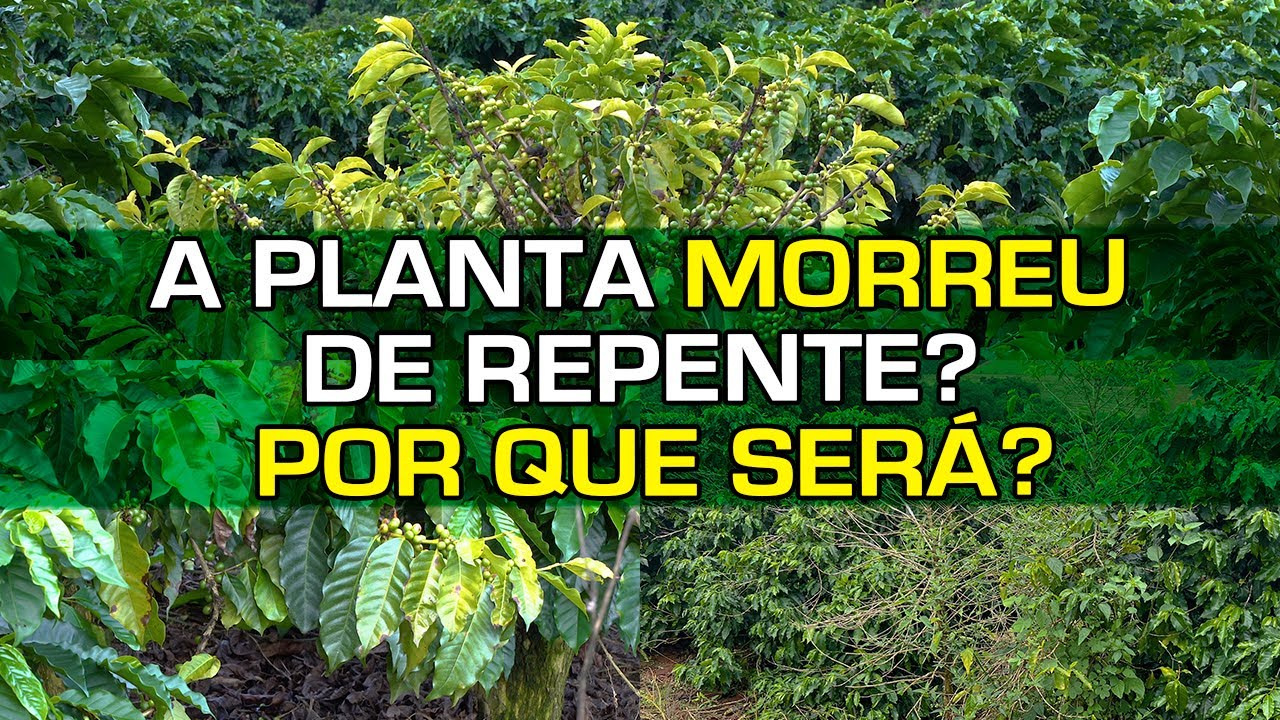 De repente a Planta Amarela, Perde a Vitalidade e Morre! Qual Seria esse Mal Súbito? | No Pé do Café