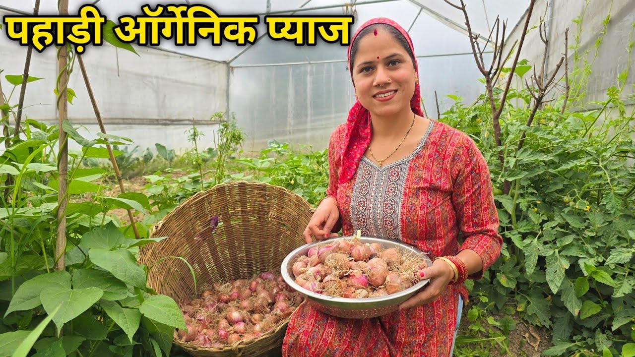 इस छोटी क्यारी में इतना प्याज होगा सोचा न था 😳 || Pahadi Kitchen Garden || Priyanka Yogi Tiwari ||