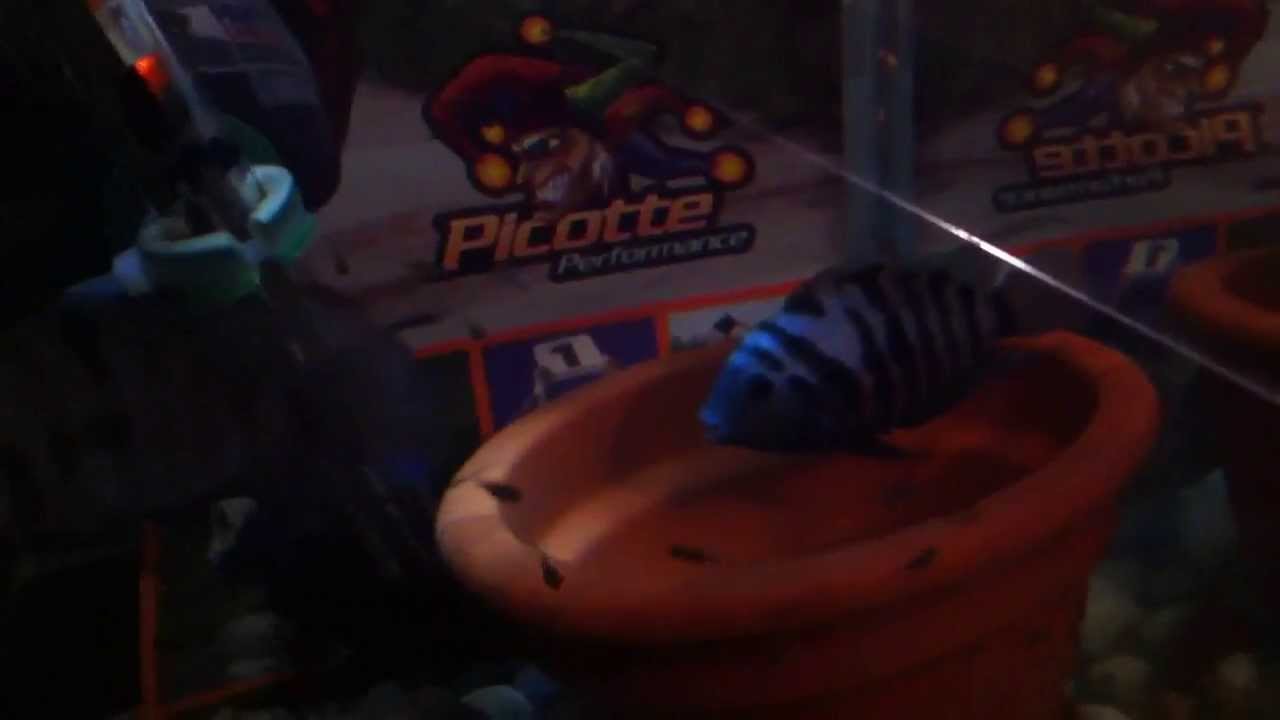 Convict Cichlids in 2o gallon