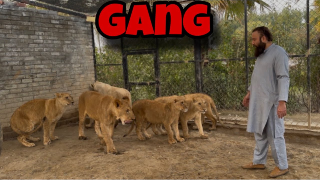 Kya Gang Bhi Khatam Ho Jaye Ga 😲⁉️| Justice For Lions🦁| 