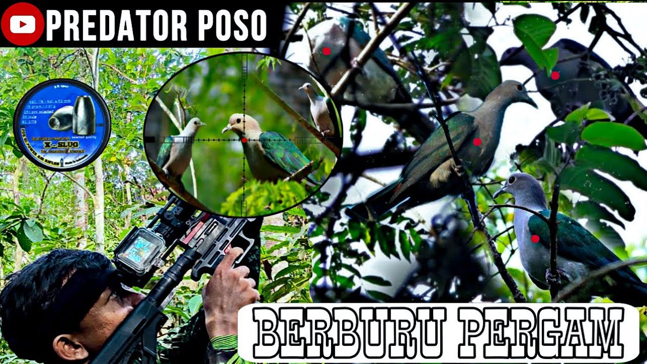 BERBURU BURUNG PERGAM DI AWAL MUSIM HUJAN DI SPOT PERGAM JUMBO / PCP PREDATOR