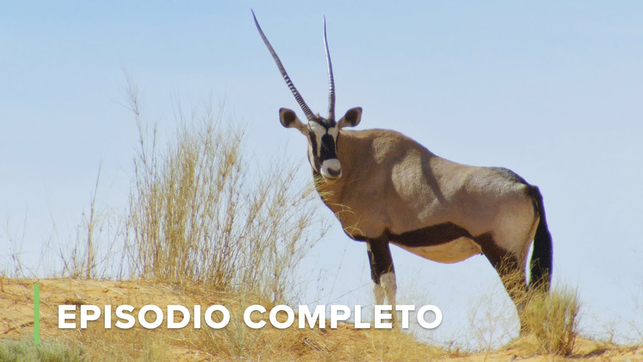Supervivencia De Ant&iacute;lopes Y Primates | Iconos De La Vida Silvestre 106+107