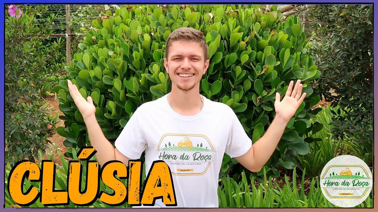 Como plantar Clúsia FÁCIL E RÁPIDO em Bordadura | Cercas viva ou isoladas