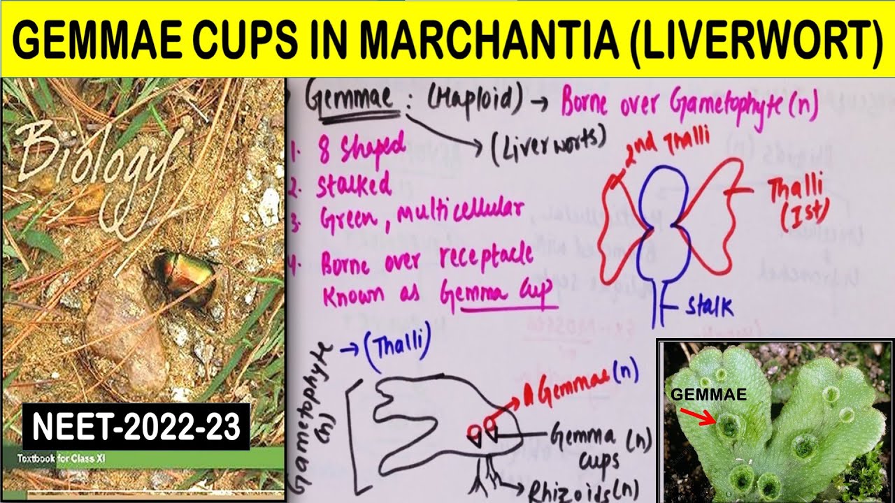 What is Gemmae in Marchantia (Liverwort) | Plant Kingdom Class 11 in Hindi | NEET 2022 - 2023 |