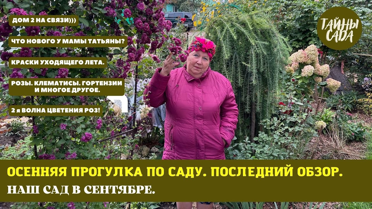 2023. САД МАМЫ ТАТЬЯНЫ. РОЗЫ. ГОРТЕНЗИИ. КЛЕМАТИСЫ и многое другое. ОСЕННЯЯ ПРОГУЛКА ПО САДУ.