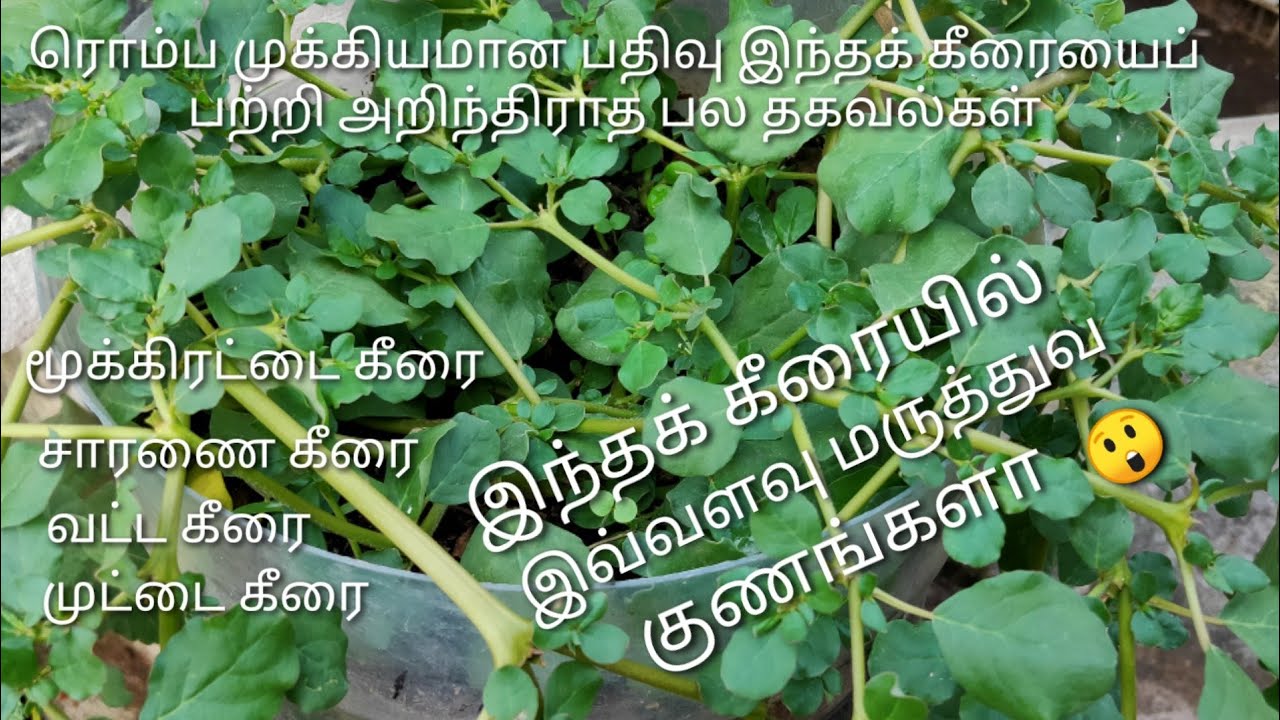 சாரணை கீரை, மூக்கிரட்டை கீரை வளர்ப்பு முறைகள் மற்றும் மருத்துவ குறிப்புகள் saranai keerai  benefits