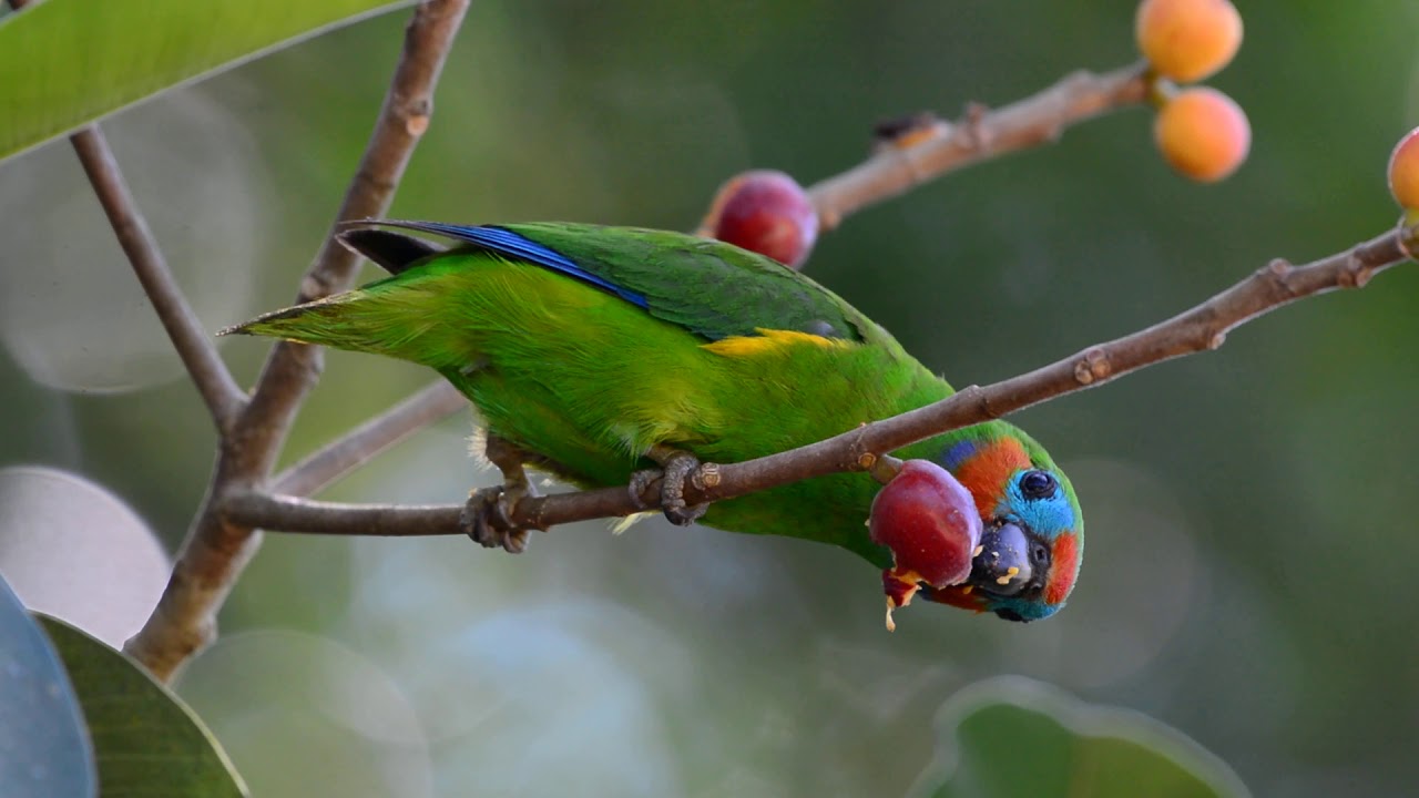 Male Double-eyed fig parrot in Yungaburra NQ