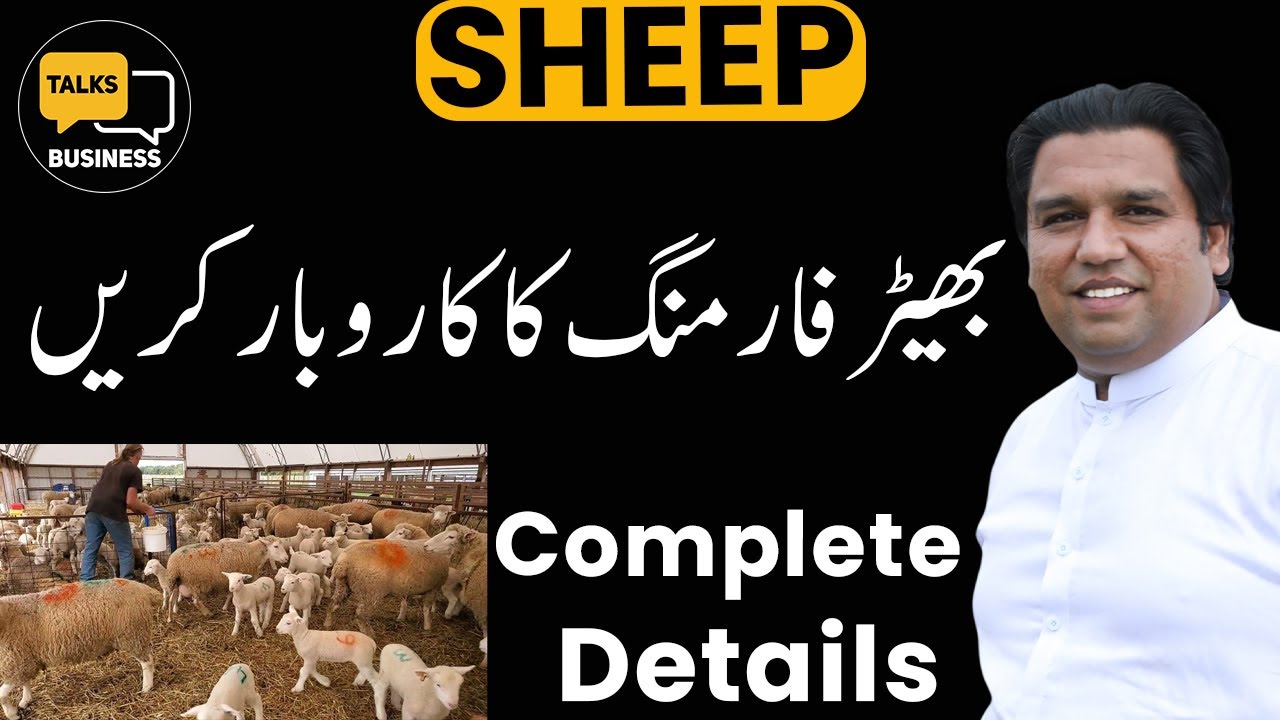 How to Start Sheep Farming in Pakistan - Practical Step-by-Step Guide for Beginners!!