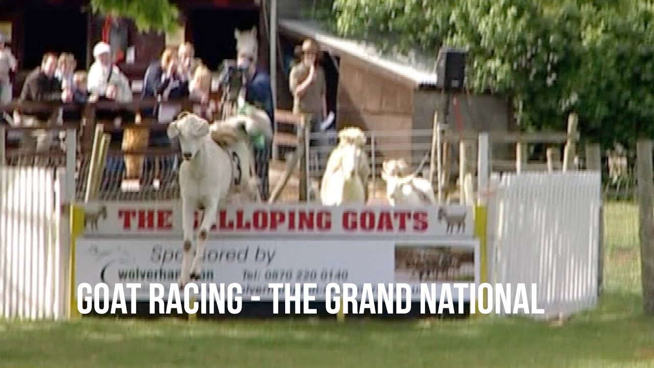 Udderly ridiculous - Goat Racing
