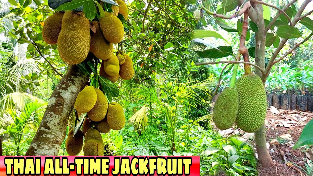 Thai All-time Jackfruit Farming/ How To Grow Jackfruit Plant/ Thai Kathal Plant