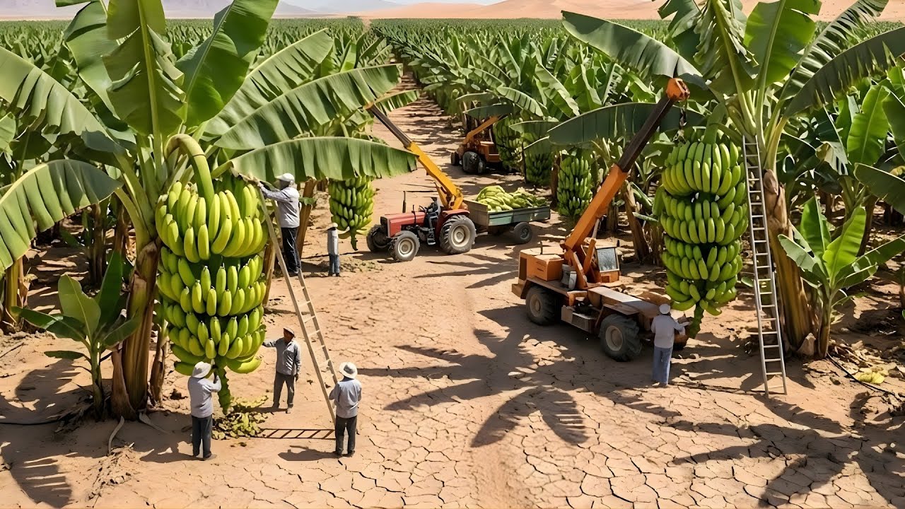 Shocking! They Turned Desert-Grown Bananas into Industrial Banana Flour — This Changes Everything