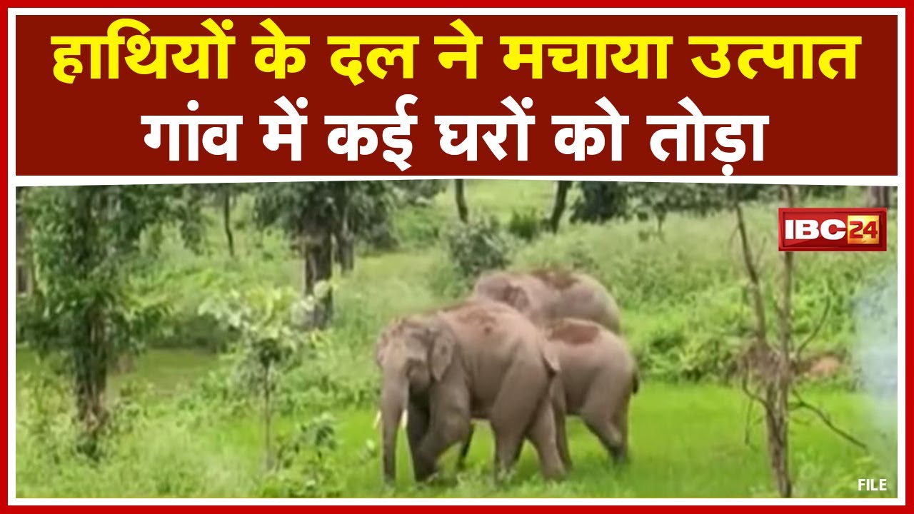 Pendra Elephant Attack : हाथियों का उत्पात | कटघोरा और मरवाही मंडल में हाथियों का डेरा