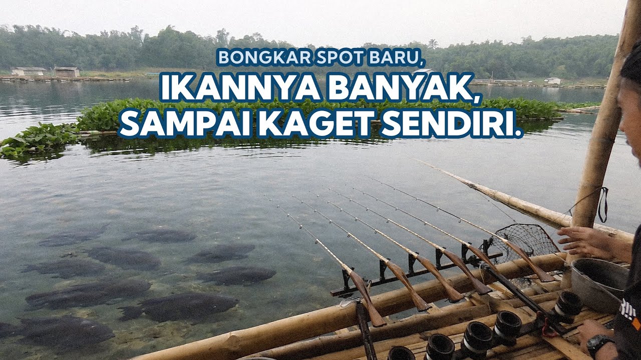 GILA… Spot Rahasia Ini Ternyata Penuh Ikan🐟 Siap Panen! - Mancing Saguling Terbaru 2026 #85