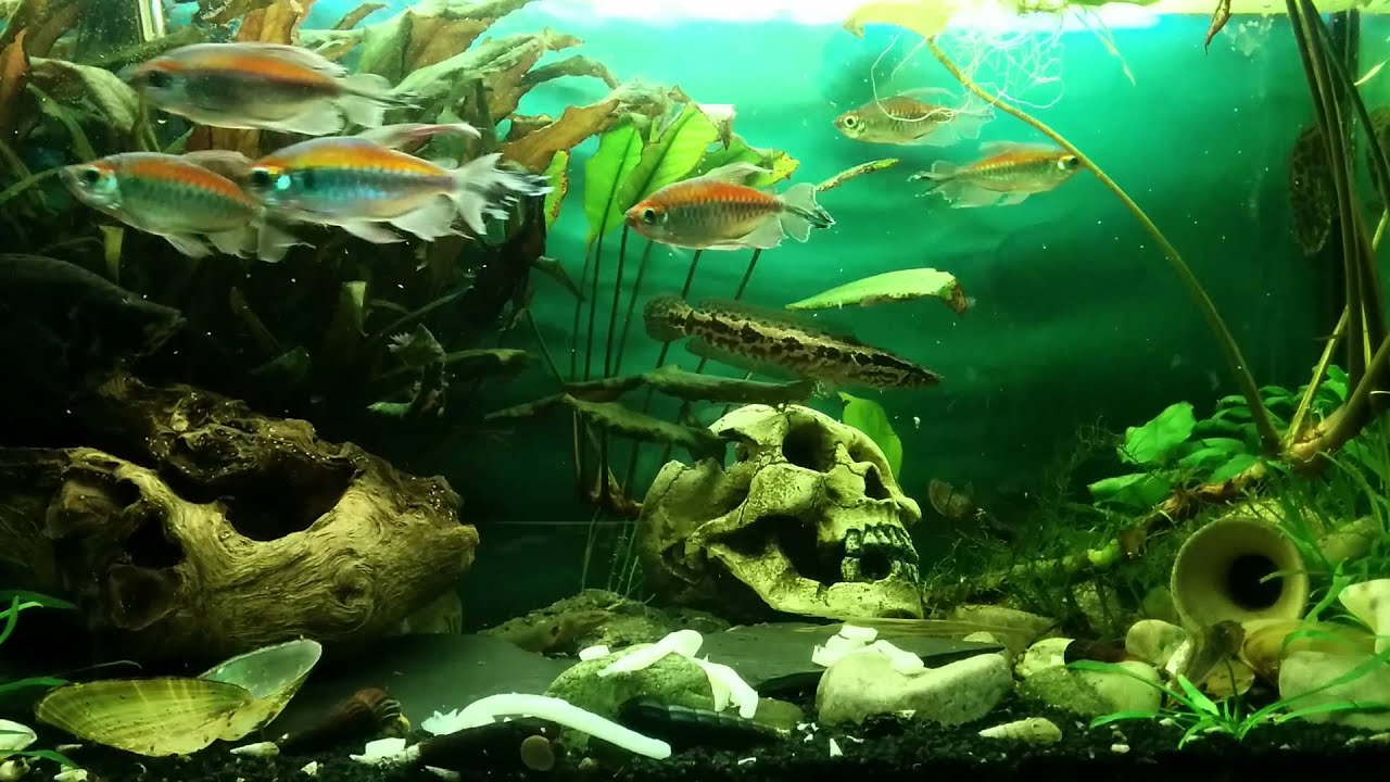 Tintenfisch-Fütterung im Afrikabecken Leopard-Buschfisch, Schlangenkopf, Flösselaal, Flösselhecht