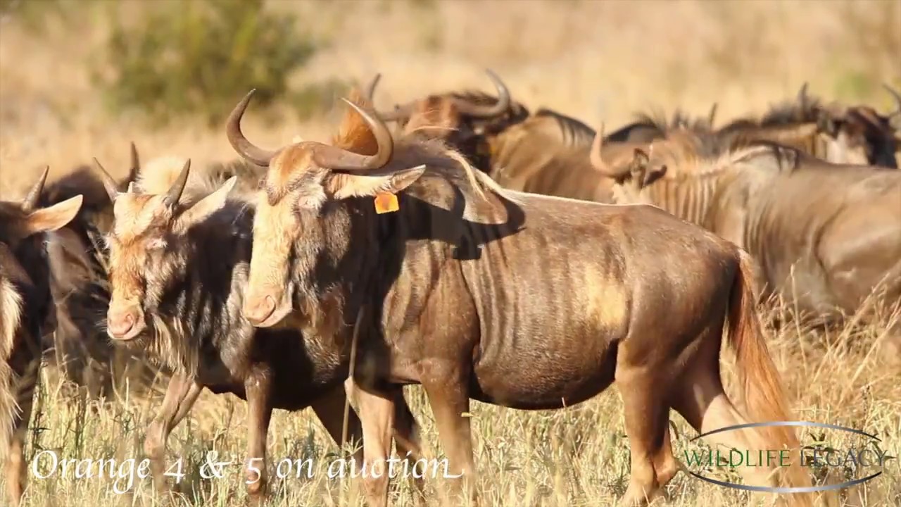 King Jabu Breeding Herd 2017