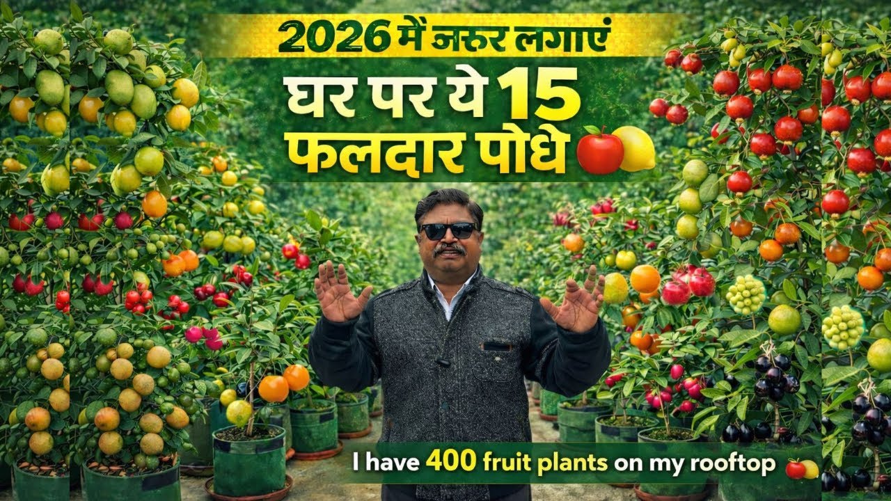 2026 में ज़रूर लगाइए ये 15 फलदार पौधे | गमले में साल भर फल | Home Gardening India