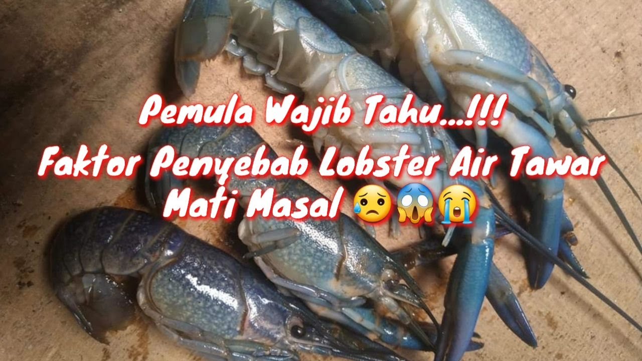Faktor Penyebab Kematian Masal pada Lobster Air Tawar || Budidaya Lobster Air Tawar