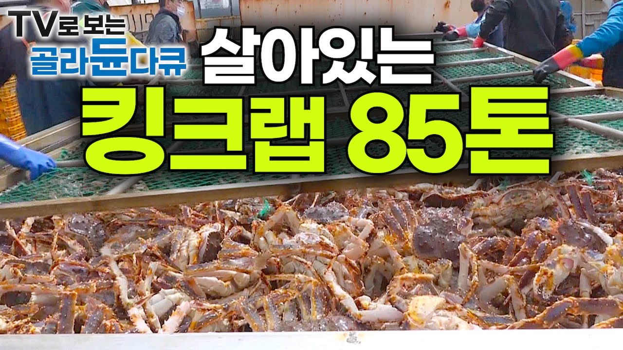 바다 건너 70억 원어치 킹크랩 산채로 한국 들어오는 날!┃수입에서 통관, 그리고 유통까지┃수입 해산물 전국 새벽 배송 대작전┃러시아 직수입 킹크랩┃극한직업┃#골라듄다큐