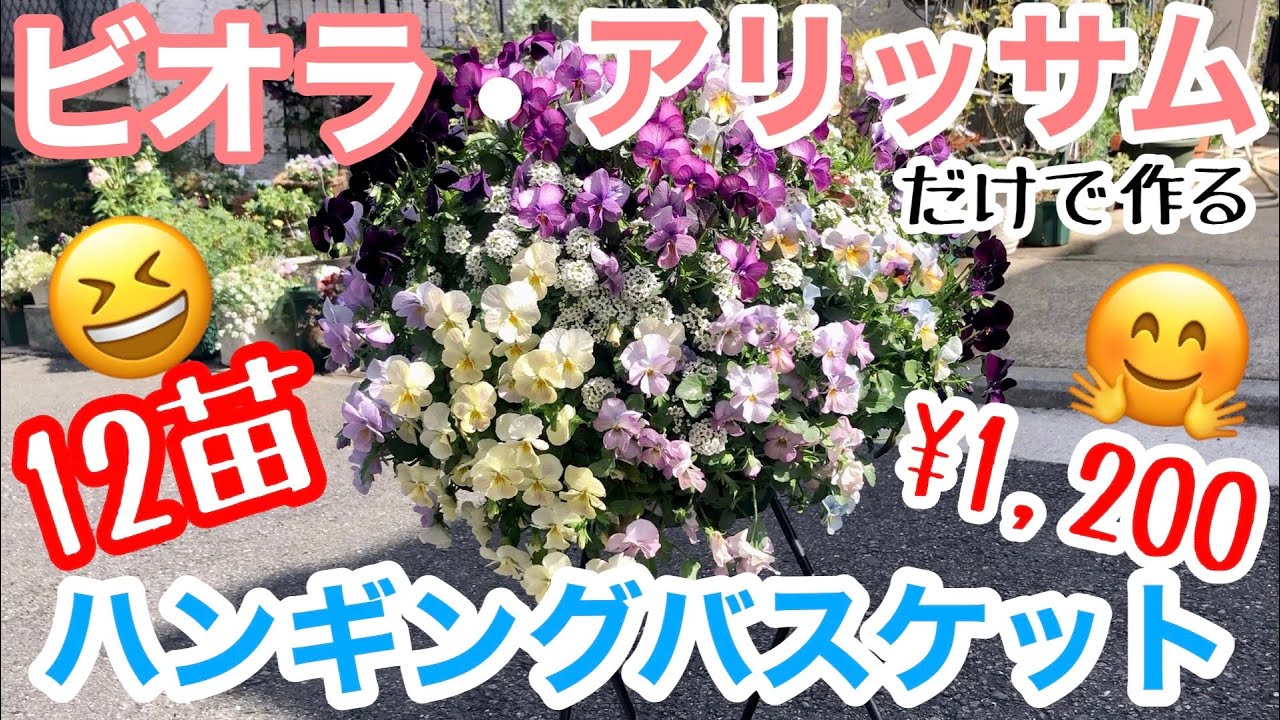 【ビオラ/アリッサム】12苗で作るハンギングバスケット🧺/ 超シンプルな植え付けなのに、咲くと超豪華すぎる✨✨/ やらなきゃ損損‼️/ 初心者さんでもマネすれぼ出来る🤗【ガーデニング】