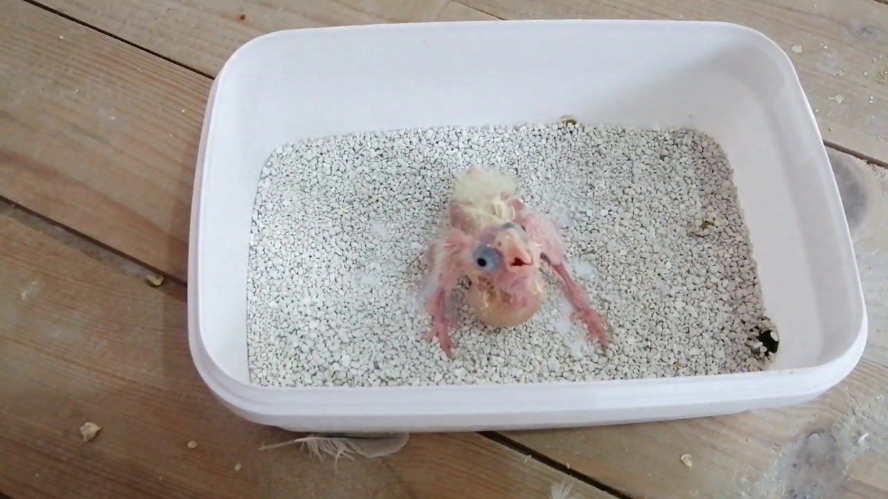 Sultan Papağanı Yavrusu Elle Besleme🐣Özel Yaptığımız Mamamız🥣
