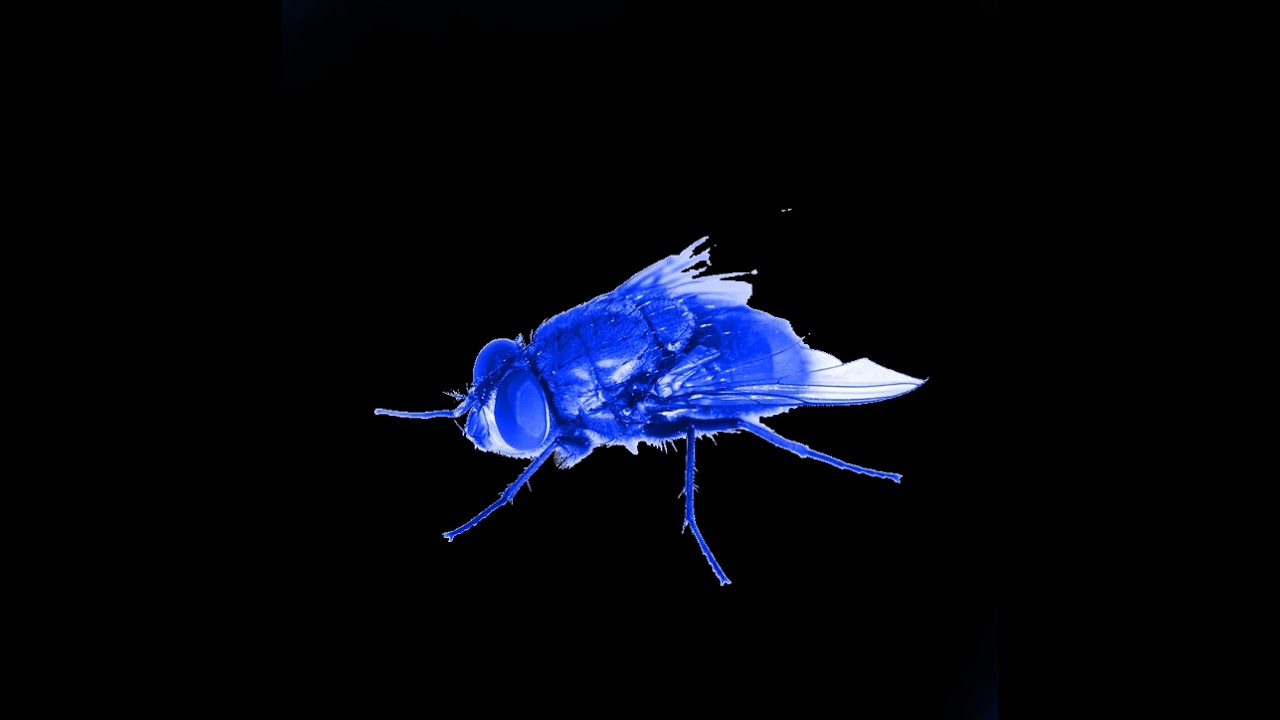OLY EAT BUG - FOUND SOUNDS MIX (with no bass boost)