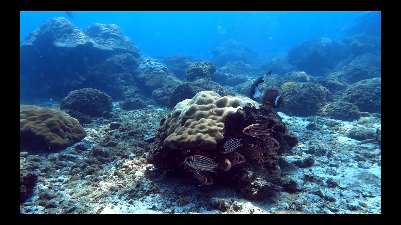 Netrani Scuba Diving - 4K