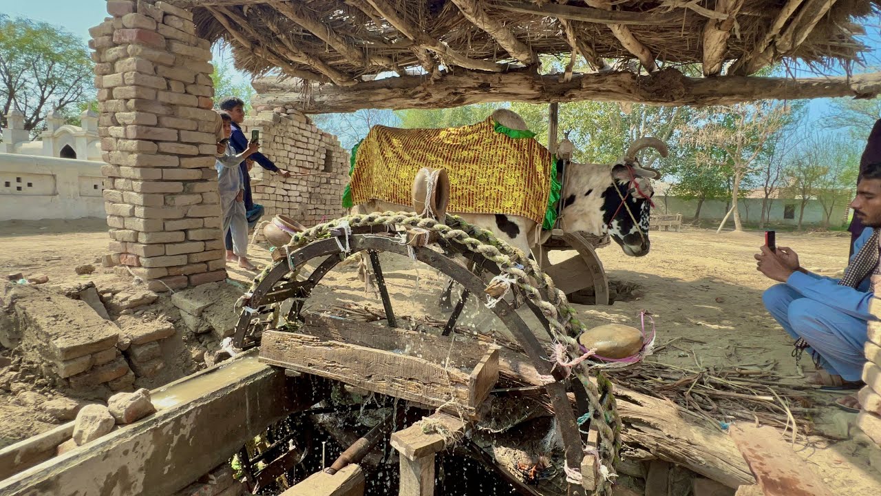 Traditional Village Water Wheel In Punjab || Old Punjabi Farming Life || Desi Rahat System 