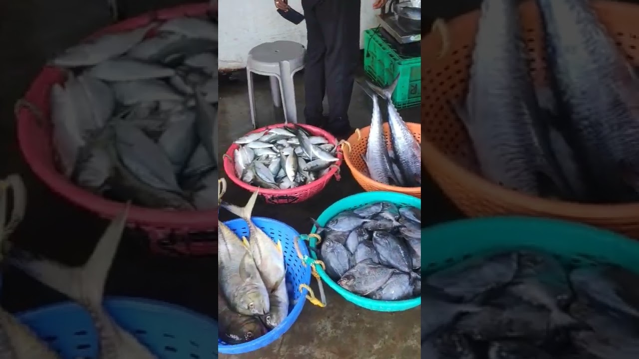 Biggest Fish Market in Goa #3
