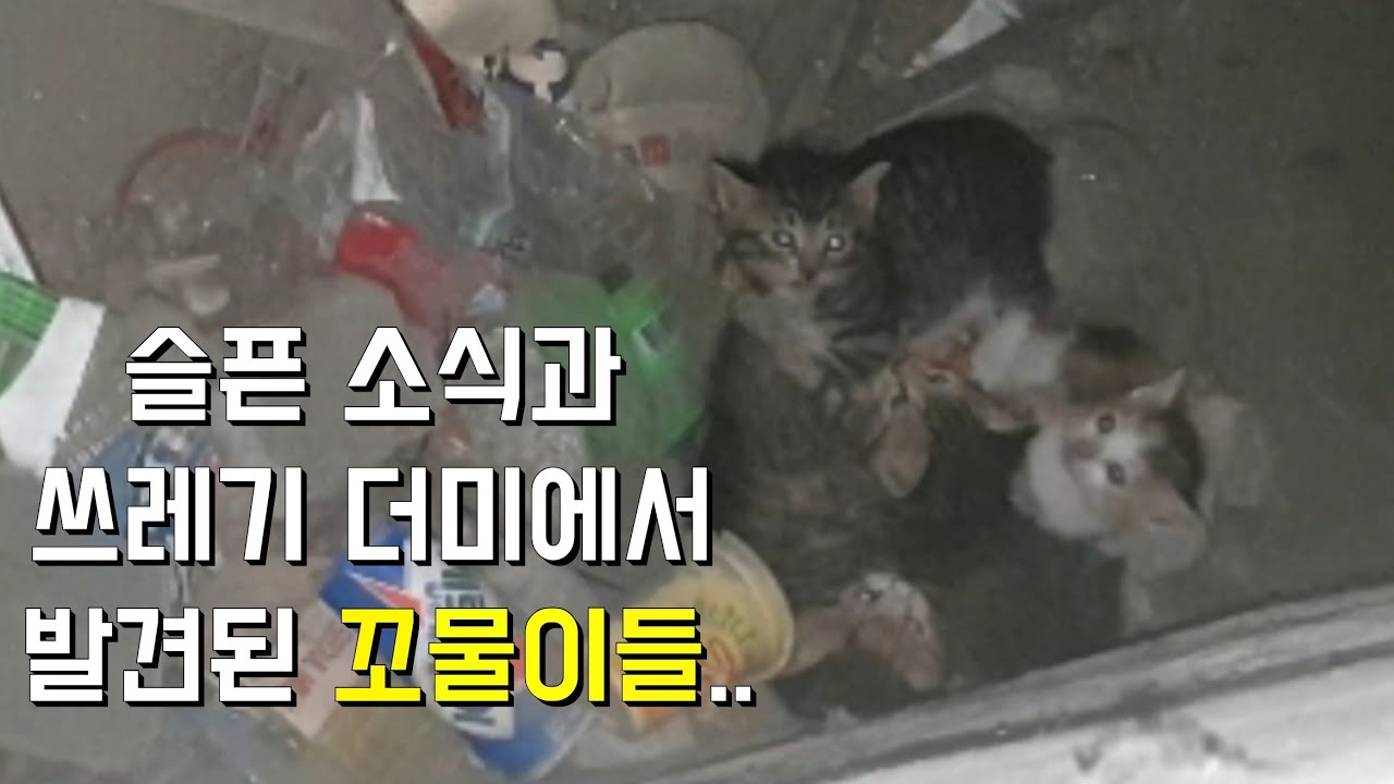 쓰레기 더미에서 발견된 어미 잃은 새끼길고양이들 구조 했어요_rescue,kitten,straycat