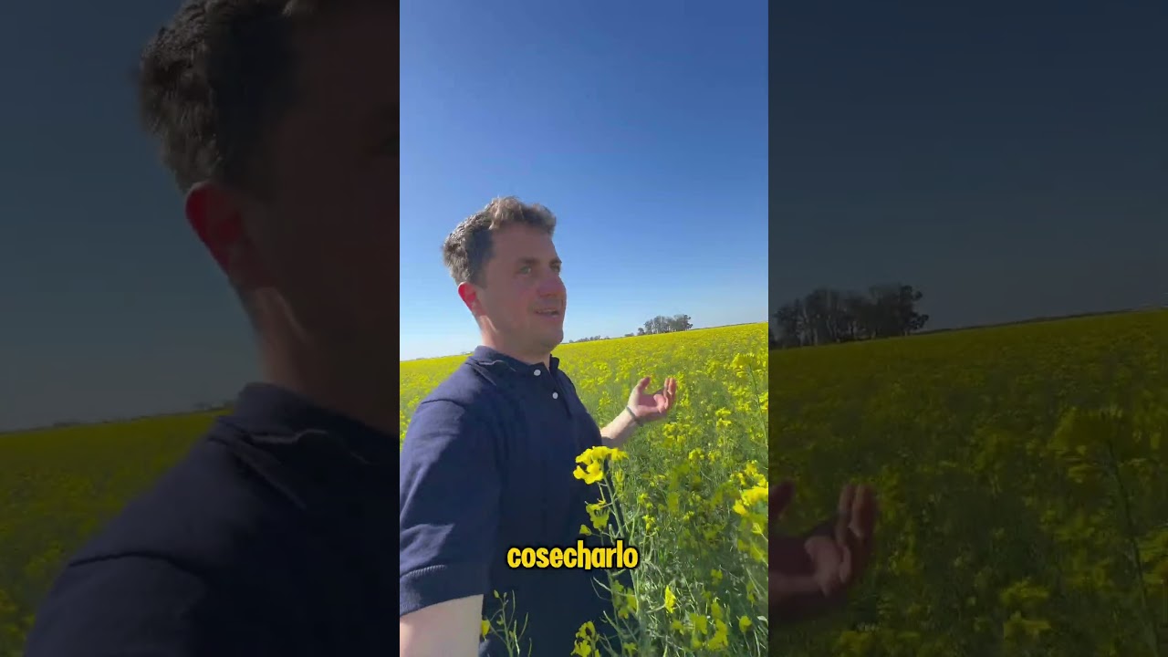 Cultivo de #colza #canola