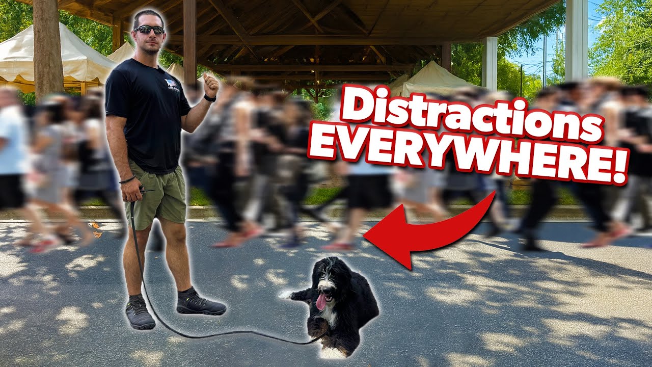 Training a Bernedoodle when EXCITED with LOTS of Distractions!