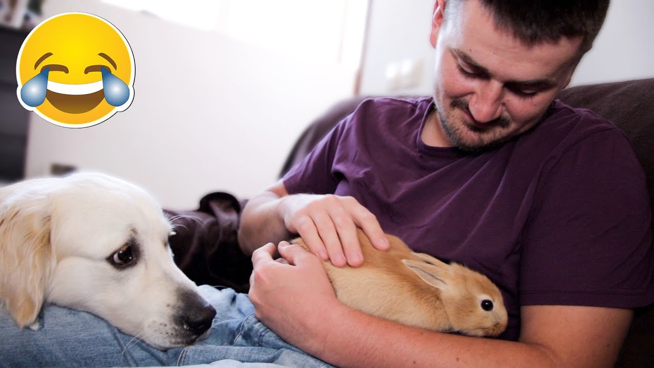 My Funny Dog is Jealous of Me When I Pet Cute Rabbit