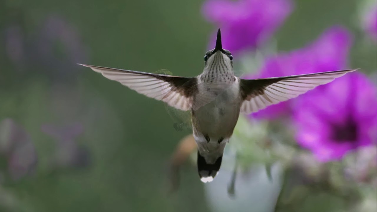 The Great Hummingbird Adventure