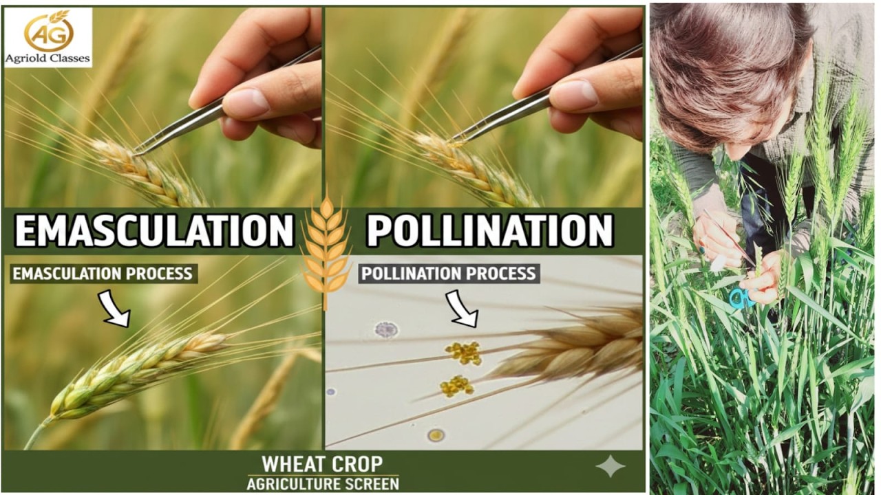 Wheat Crop me Emasculation aur Pollination ka Complete Practical Process 🌾||