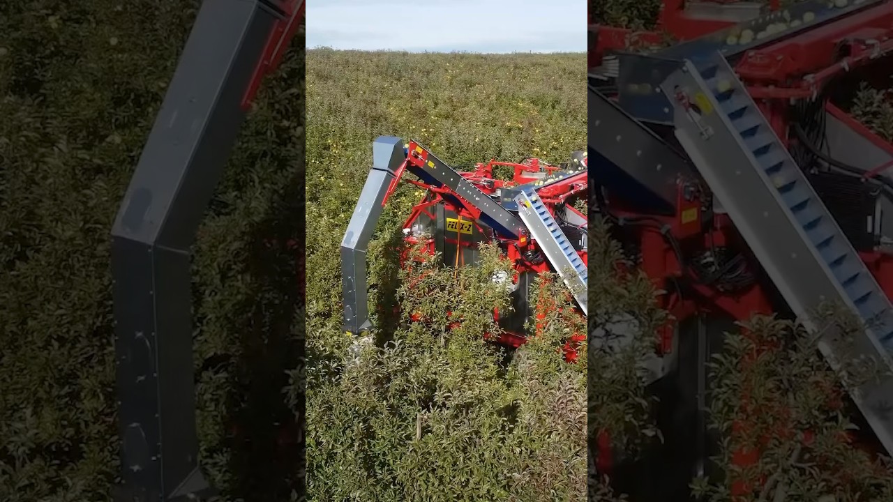 Apple Harvesting Machine! 🍎 #machine #machinery #farming