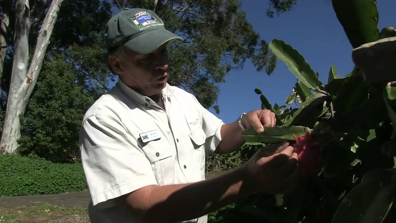 RV Cooking Show Australia: Touring Tropical Fruit World
