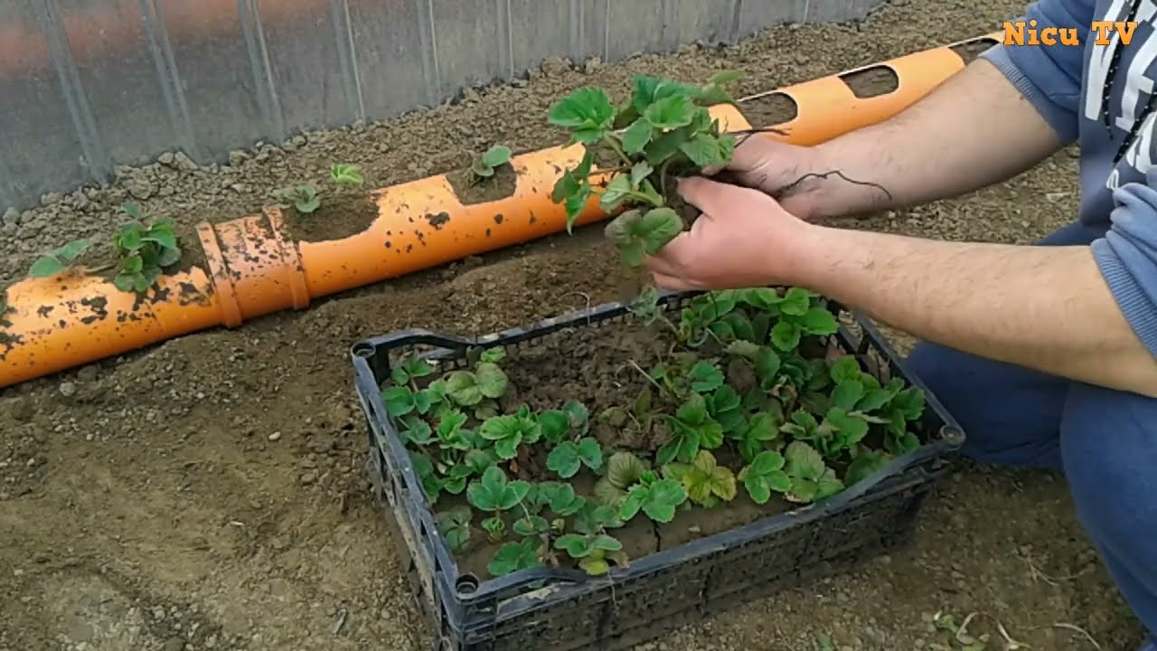 Plantare CĂPȘUNI in TUB PVC (Planting STRAWBERRY in TUBE PVC) !!!