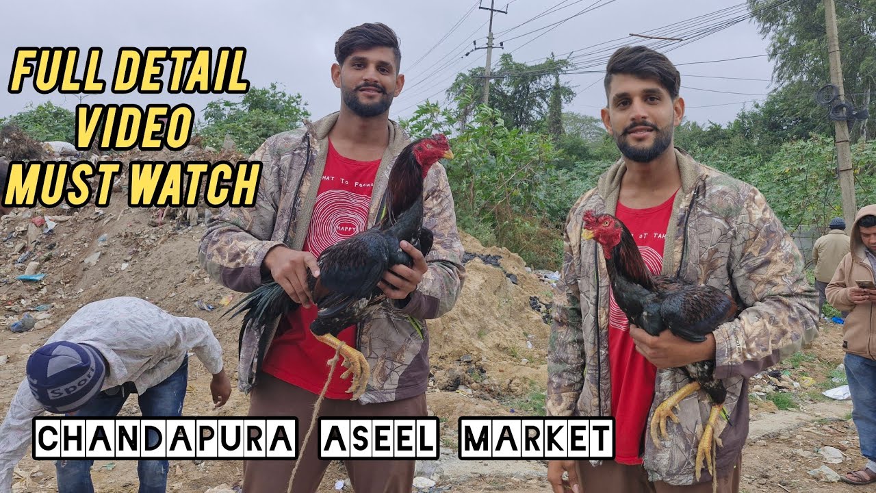 Chandapura Aseel Market Natikoli Ducks kadaknath Giriraja Full Detail Video