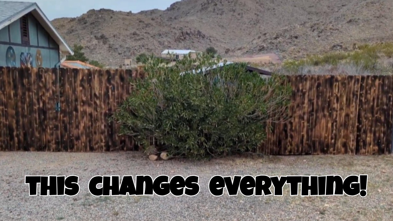 LOW COST DIY privacy fence & other fun projects!