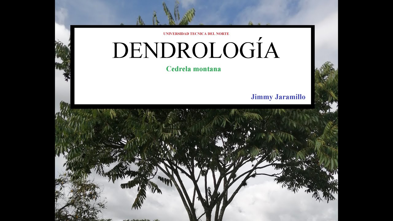Cedrela montana &ndash; Jimmy Jaramillo