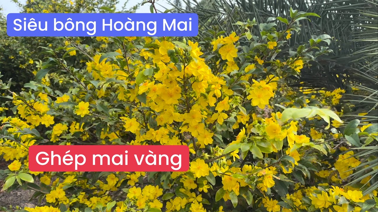 Cắt bo giao khách và xem siêu bông Hoàng mai ghép trên mai vàng trổ bông có đạt không ?