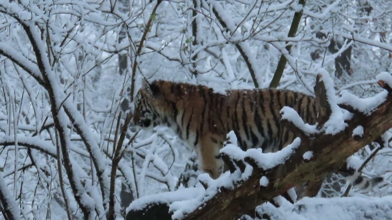 Siberische tijgerwelp.