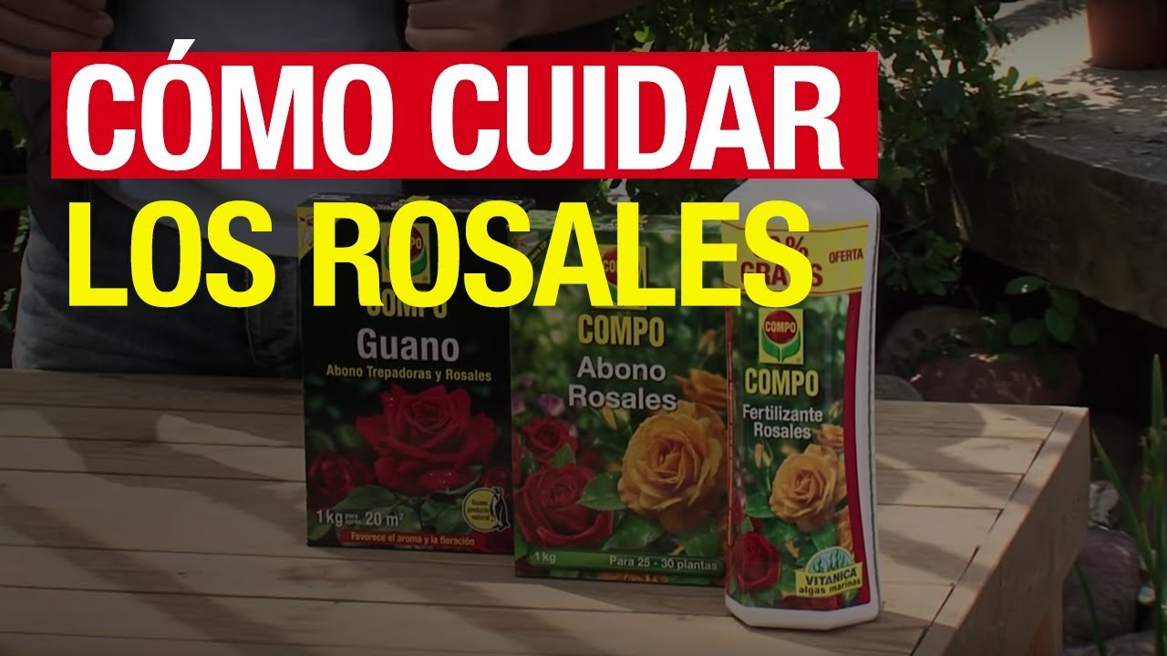 Cómo cuidar los rosales - COMPO Jardinería