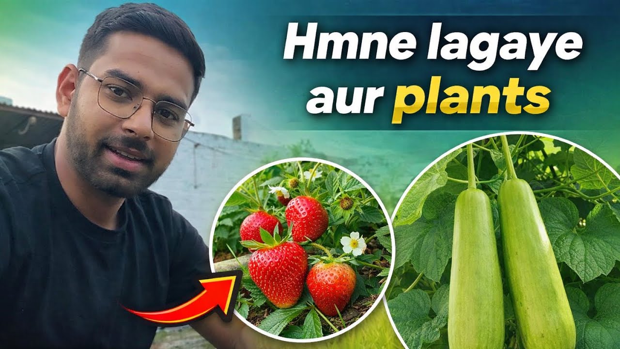 🌱HAMNE LAGAYE AUR PLANTS 🪴 